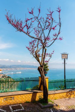 İtalya 'nın Amalfi sahilinde ilkbahar. Mavi denizin arka planında kiraz çiçekleri