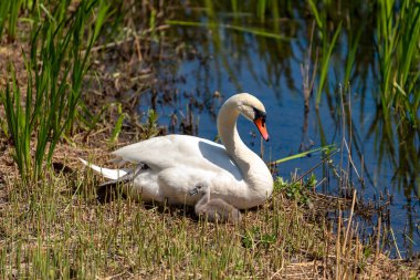 Göletin kenarındaki çalılıklarda küçük yavruları olan bir kuğu.