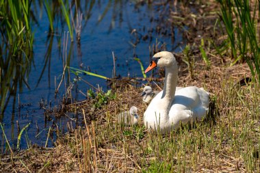 Göletin kenarındaki çalılıklarda küçük yavruları olan bir kuğu.