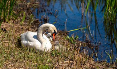 Göletin kenarındaki çalılıklarda küçük yavruları olan bir kuğu.