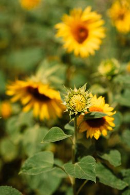 Güneşli bir günde çiçek açan ayçiçeği tarlası. Açık havada ayçiçekleri