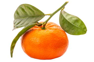 Yapraklı PNG Mandalina.