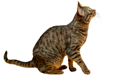 Atlamaya hazır bir tekir kedi. Kedi bir avcı.