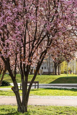 Pembe kiraz ağaçları güneşli bir bahar gününde