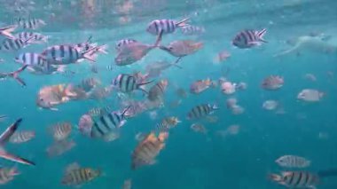 Amazing Thousands Fish in a tropical sea. High quality 4k footage