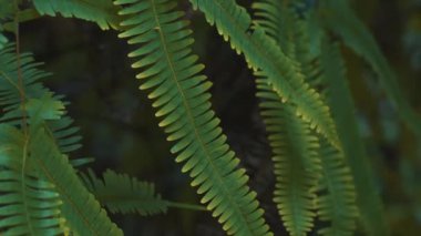 Close up of Green Fern in the forest. High quality 4k footage