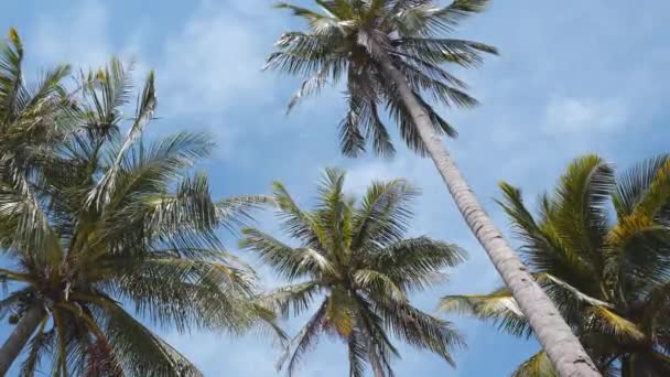 Coconut Palm Trees Bottom View High Quality Footage — Vídeo de Stock
