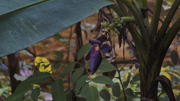 Flor Plátano Árbol Imágenes Alta Calidad — Vídeos de Stock