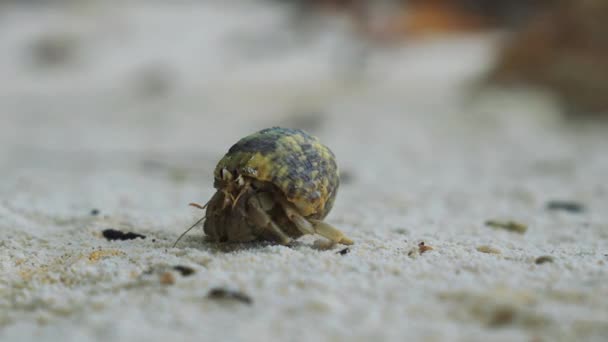 Hermit Crab Walking Sand High Quality Footage — 图库视频影像