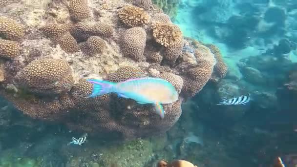 Ikan Biru Dengan Karang Laut Biru Rekaman Berkualitas Tinggi — Stok Video
