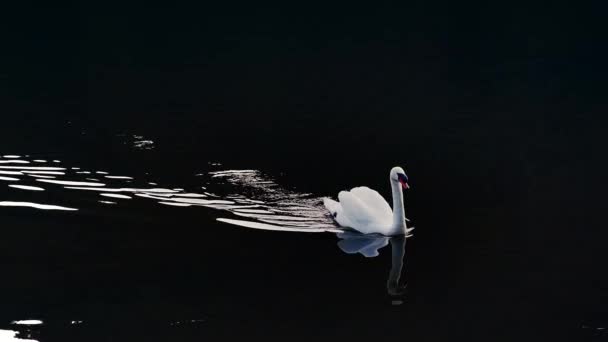 Cisne Nadando Lago Imagens Alta Qualidade — Vídeo de Stock