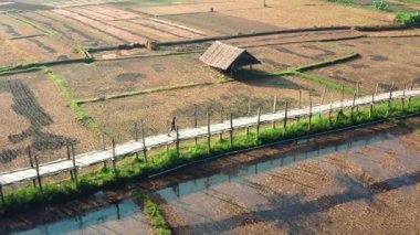 Tayland 'ın en uzun bambu köprüsünde yürüyen adam pirinç tarlalarıyla çevrili. Mae Hong Son 'da Su Tong Pae Köprüsü. Yüksek kalite 4k görüntü