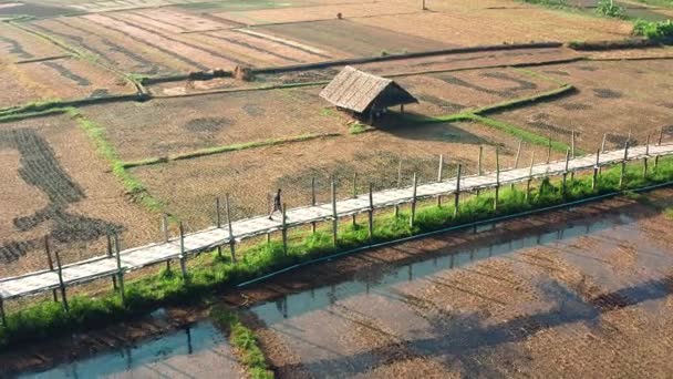Man Wandelen Langste Bamboe Brug Van Thailand Omgeven Door Rijstvelden — Stockvideo