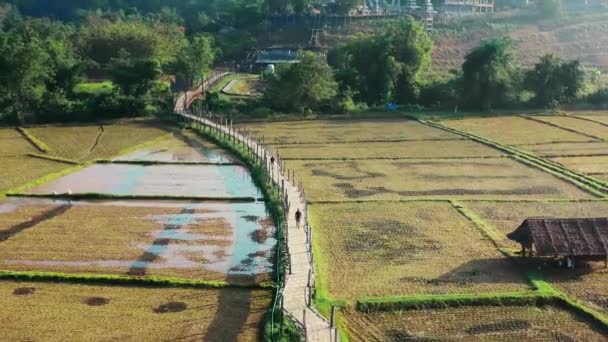 Mann Auf Der Längsten Bambusbrücke Thailands Umgeben Von Reisfeldern Tong — Stockvideo