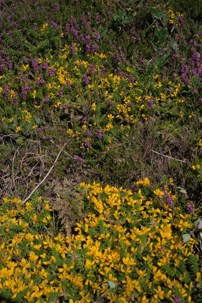 Breton Bozkırında Yakın Planda Sarı Pembe Fundalık Pembe Granit Sahil — Stok fotoğraf