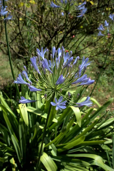 Flor Agapanthus Azul Ilha Brehat Bretanha — Fotografia de Stock