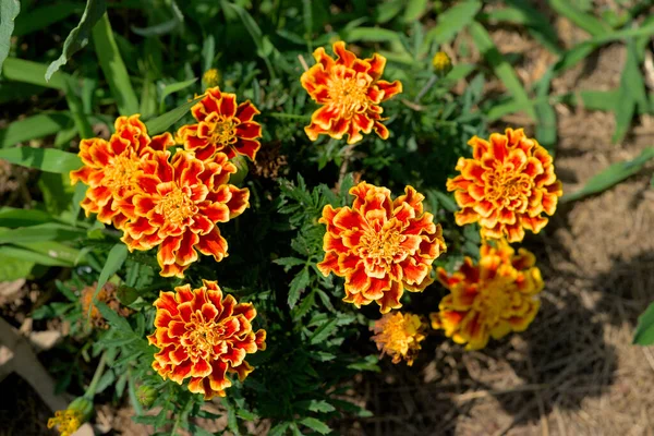 Soucis Orange Sur Tige Asteraceae — Photo