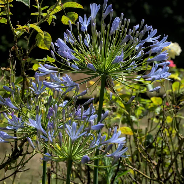 Flor Agapanthus Azul Ilha Brehat Bretanha — Fotografia de Stock
