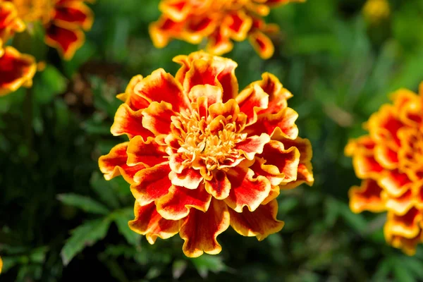 Πορτοκάλια Asteraceae — Φωτογραφία Αρχείου