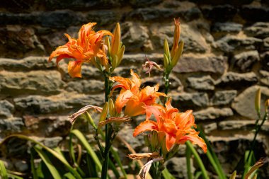 Günlük Portakal Çiçeği (Hemerocallis)