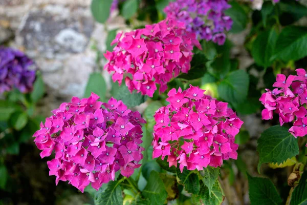 Lunga Rosa Hortensia Blommor Hortensia — Stockfoto