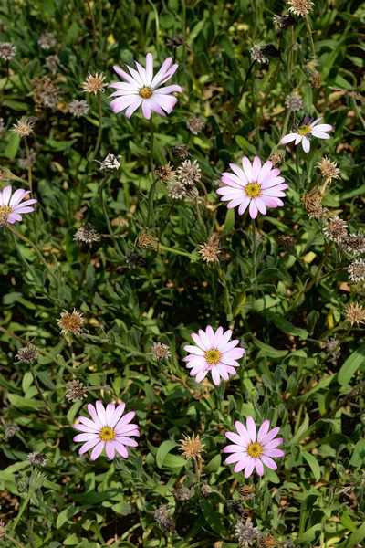 Osteospermum Rosa Gartenmargerite Asteraceae — Stockfoto