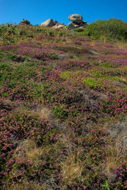 Pembe granit sahilindeki Breton bozkırında. Pembe ve sarı fundalık