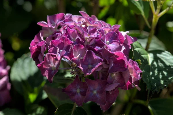 Lunga Rosa Hortensia Blommor Hortensia — Stockfoto