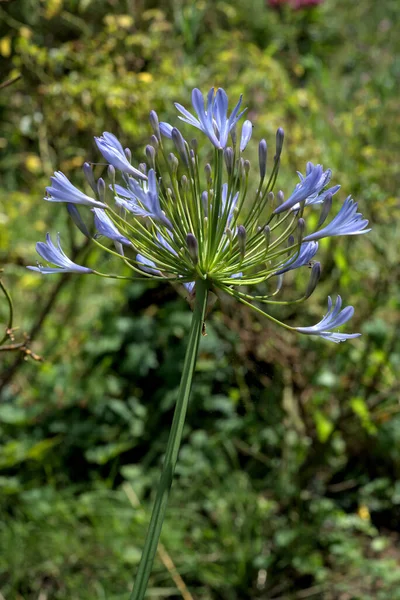 Flor Agapanto Azul Isla Brehat Bretaña — Foto de Stock