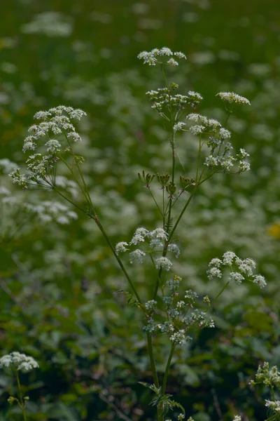 Wild Angelica Forest Angelica Herbe Aux Disadians Sylvestre Angelica 라고도 — 스톡 사진