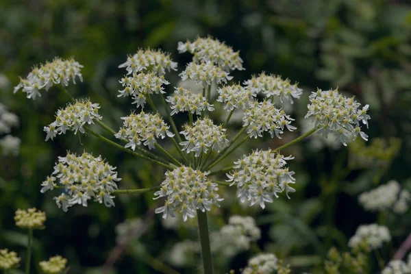 Wild Angelica Forest Angelica Herbe Aux Disadians Sylvestre Angelica 라고도 — 스톡 사진
