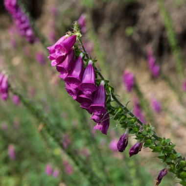 vahşi mor kaktüs (digitalis purpurea) 