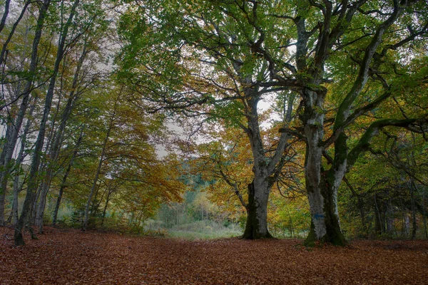 Вид Осенние Лесные Тропы Алланья Сейссат Пюи Дом Обен Франция — стоковое фото