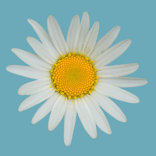 Meadow daisies close-up on light blue background 