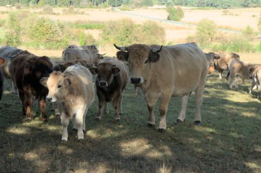 Auvergne 'deki çayırlarında bir grup Aubrac ineği..