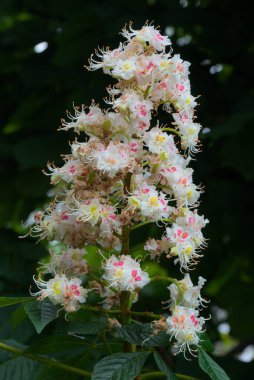 Kestane çiçeği kümesi, alerjiler.
