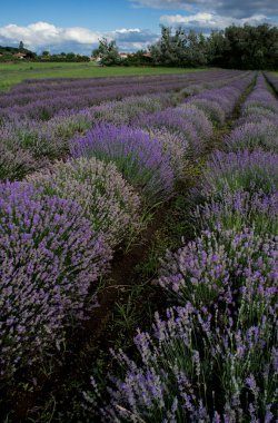 Lavanta tarlası. Auvergne 'de sıra sıra mavi lavanta bitkileri
