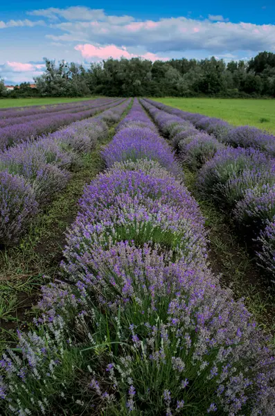 Stock image Lavender field. Rows of blue lavender plants in Auvergne