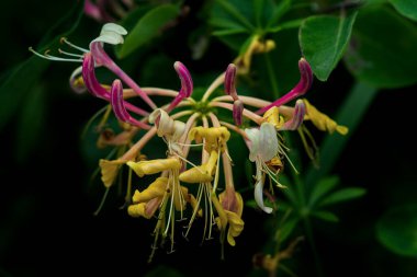 Auvergne 'de vahşi Toskana hanımeli (Lonicera etrusca Santi) yakın plan