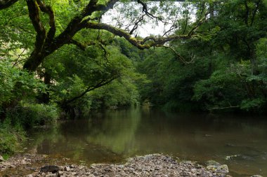 Vahşi ve doğal nehrin akışı Auvergne 'deki Puy de Dome' daki Sioule Nehri.