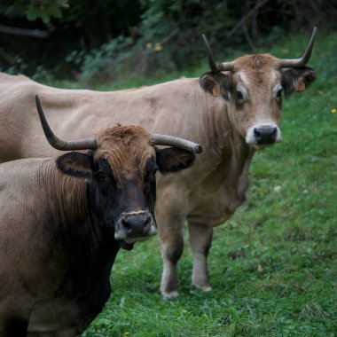 Auvergne 'deki tarlalarında Aubrac cinsi inek.    