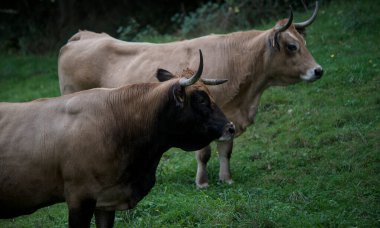 Auvergne 'deki tarlalarında Aubrac cinsi inek.    