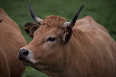 Auvergne 'deki tarlalarında Aubrac cinsi inek.    