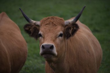 Auvergne 'deki tarlalarında Aubrac cinsi inek.    