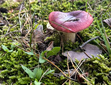 Ormanda kızıl saçlı mantar. Orman arkaplanı.