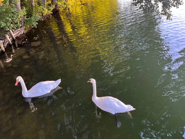Two swans is in the lake. Evening.