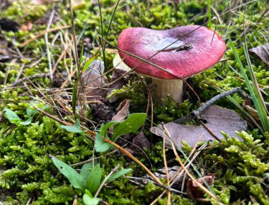 Ormanda kızıl saçlı mantar. Orman arkaplanı.