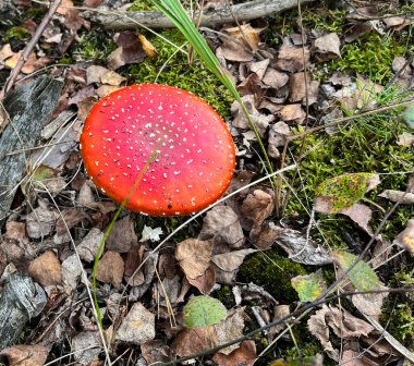Orman geçmişi. Ormanda zehirli kırmızı manita