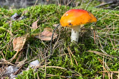 Ormandaki doğal mantar ortamı..