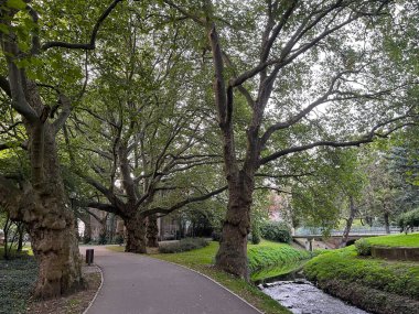 Parktaki yaşlı ağaçlar.